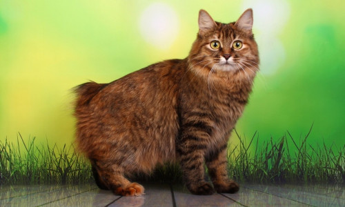 Има ли породи котки без опашки?
