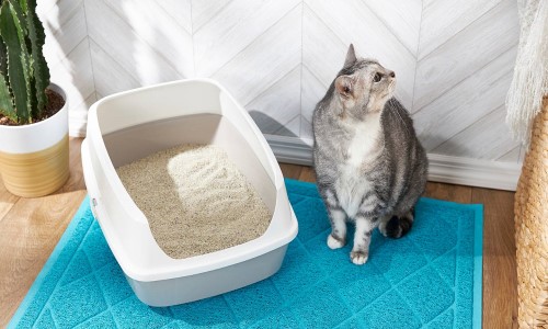 Как да изберете перфектната котешка тоалетна?