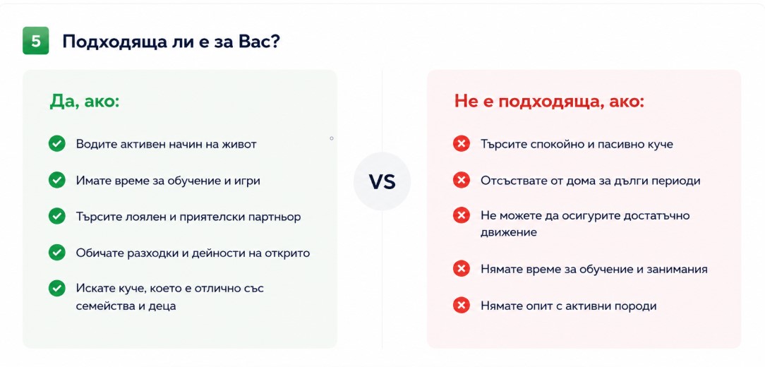 Лабрадор ретривър - Какви грижи изисква?