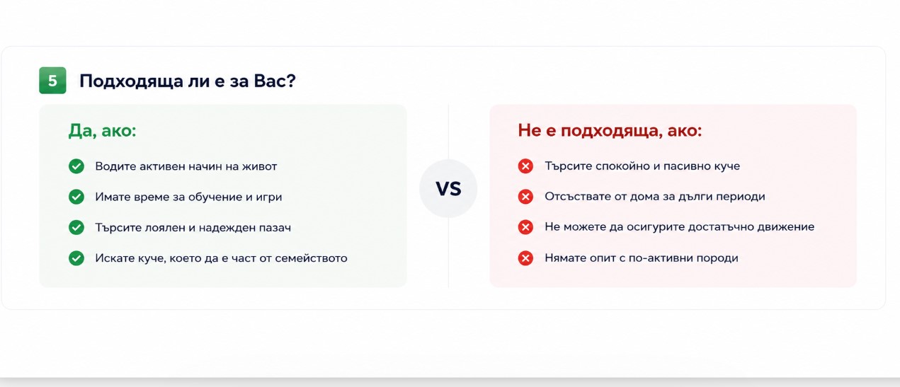 Немската овчарка - Какви грижи изисква?
